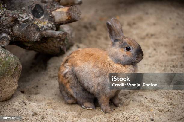 Ganzer Körper Von Rauchigen Graubraunen Hauspygmäen Kaninchen Stockfoto und mehr Bilder von Kaninchen