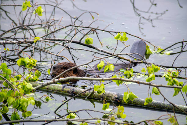 istock Beaver Eating Branch of Tree in Water 1189400674