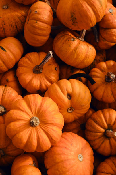 Pumpkins background. Pumpkin closeup. Natural fresh organic vegetable. Healthy eating, raw food diet. Autumn colors, fall season agriculture. Top view. Pumpkin day, Thanksgiving and Halloween. Poster calabazas de fondo. primer plano de calabaza. verdura orgánica fresca natural. alimentación saludable, dieta de alimentos crudos. colores de otoño, la temporada de otoño agricultura. vista superior. día de la calabaza, acción de gracias y halloween.
