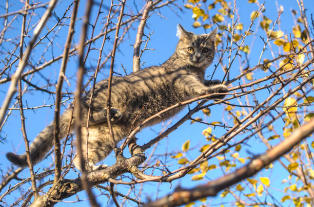 istock Small and fluffy gray tabby kitten climbs from a dry tree, clear blue sky and beautiful orange light, backyard 1189400799