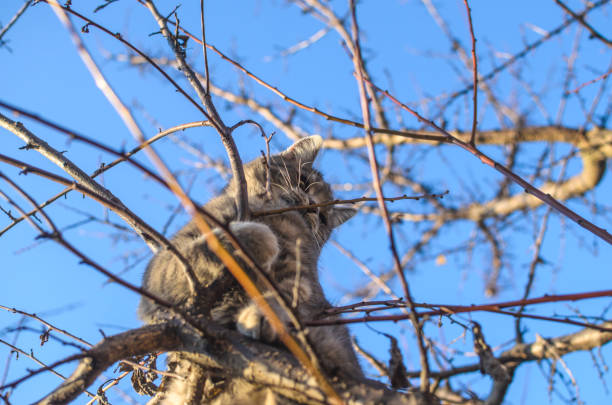 istock Small and fluffy gray tabby kitten climbs from a dry tree, clear blue sky and beautiful orange light, backyard 1189400811