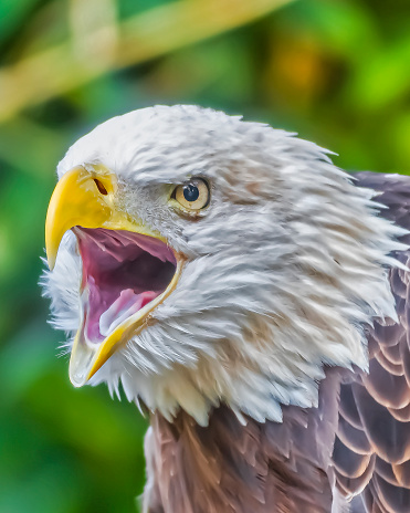 extreme closeup of a screaming bald eagle