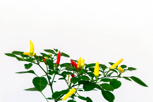 istock Chilli pepper plant with yellow and red chillies against white background, copy space 1189402611
