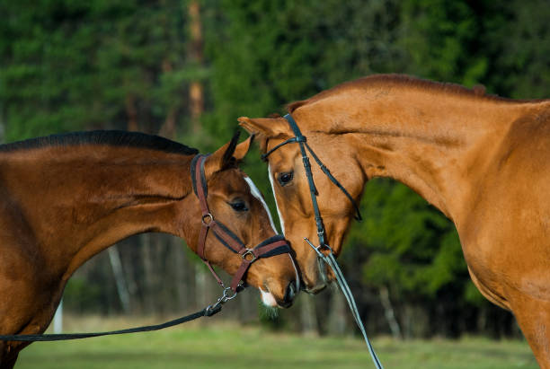 istock Beautiful horses in bridles communicating 1189402632