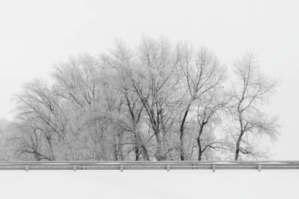 istock Black and white winter landscape with forest 1189402783