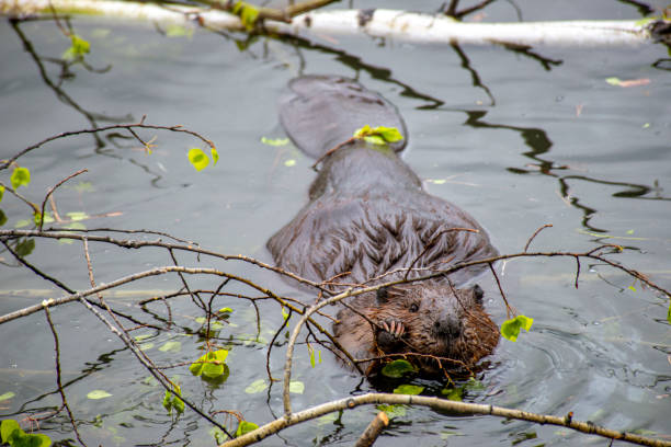 beaver eating branch of tree in water - north american beaver fotos imagens e fotografias de stock