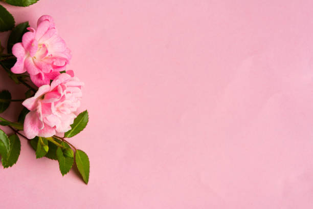 Close up tender tea rose flowers with green leaves on the pink background. Flat lay. Selective focus. Copy space