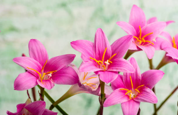 Pink lily flowers in bloom against pastel background