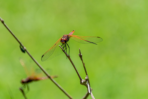 Male red-veined dropwing dragonfly (Trithemis arteriosa) perched on a bare twig. Entebbe, Uganda
