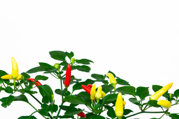 istock Chilli pepper plant with yellow and red chillies against white background, copy space 1189403803