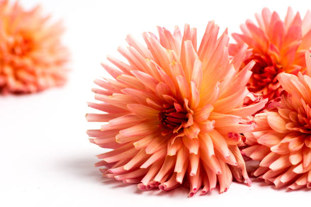 Beautiful Dahlia flower isolated on white background