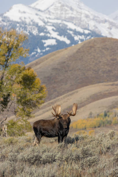 istock Shiras Bull Moose in Autumn 1189403881