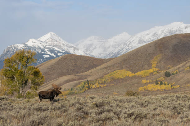 istock Shiras Bull Moose in Autumn 1189404100