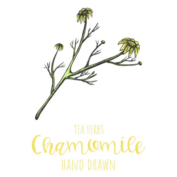 Vector illustration of Chamomile herb hand drawn vector illustration, isolated herbal tea sketch.