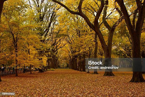 Central Park Alley W Jesień - zdjęcia stockowe i więcej obrazów Czerwony - Czerwony, Deszcz, Dolina