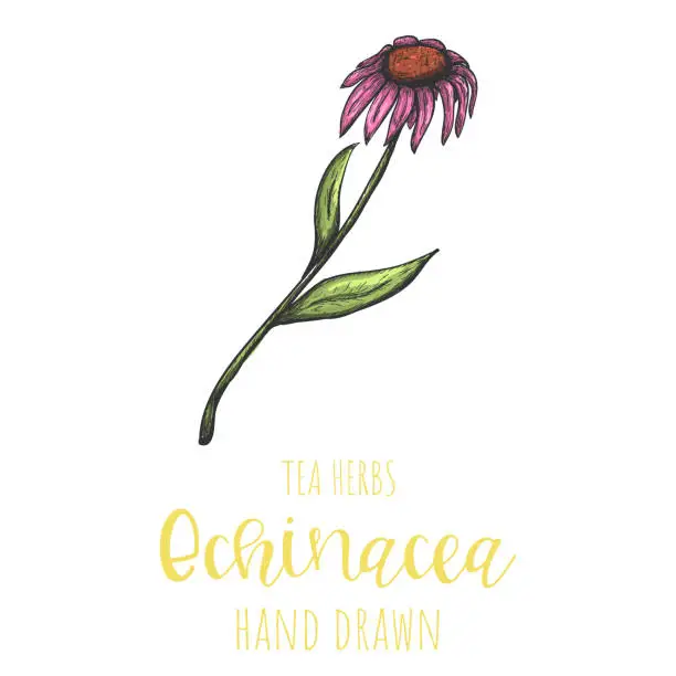 Vector illustration of Echinacea herb hand drawn vector illustration, isolated herbal tea sketch.