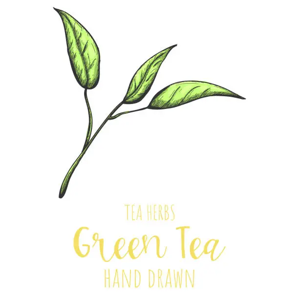 Vector illustration of Green tea herb hand drawn vector illustration, isolated herbal tea sketch.