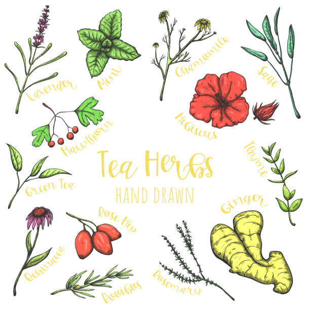 illustrazioni stock, clip art, cartoni animati e icone di tendenza di erbe per set vettoriale disegnato a mano da tè, illustrazioni a base di erbe di sketch isolate. - lavender mint tea