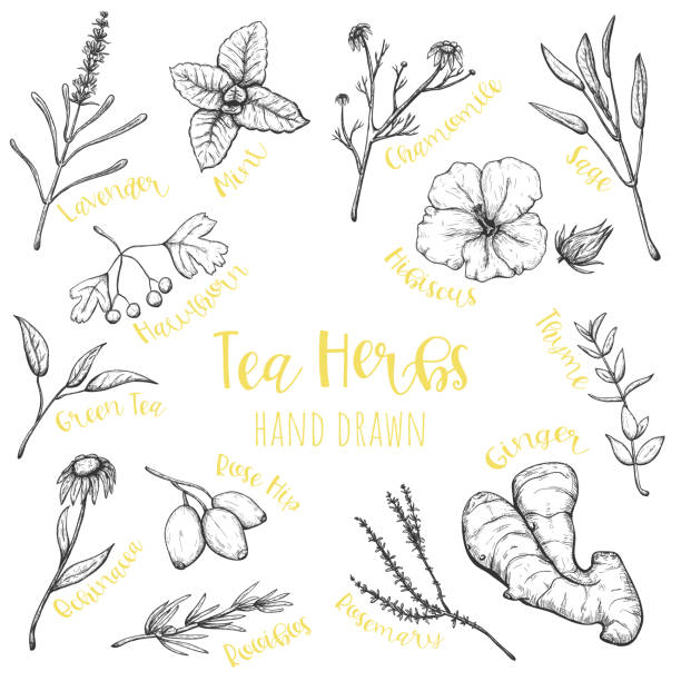 illustrazioni stock, clip art, cartoni animati e icone di tendenza di erbe per set vettoriale disegnato a mano da tè, illustrazioni a base di erbe di sketch isolate. - lavender mint tea