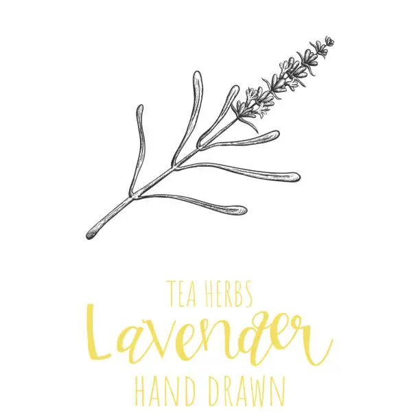 Vector illustration of Lavender herb hand drawn vector illustration, isolated herbal tea sketch.