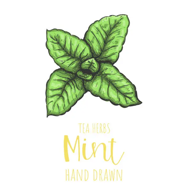 Vector illustration of Mint herb hand drawn vector illustration, isolated herbal tea sketch.