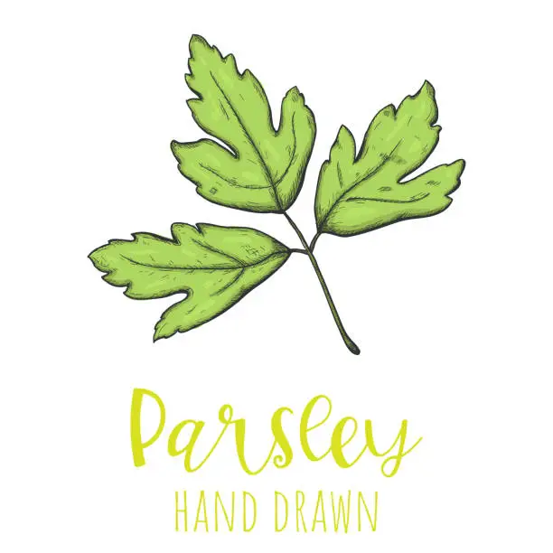 Vector illustration of Parsley herb leaf hand drawn vector illustration, isolated sketched drawing.