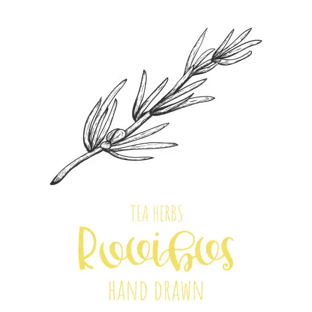 Vector illustration of Rooibos herb hand drawn vector illustration, isolated herbal tea sketch.