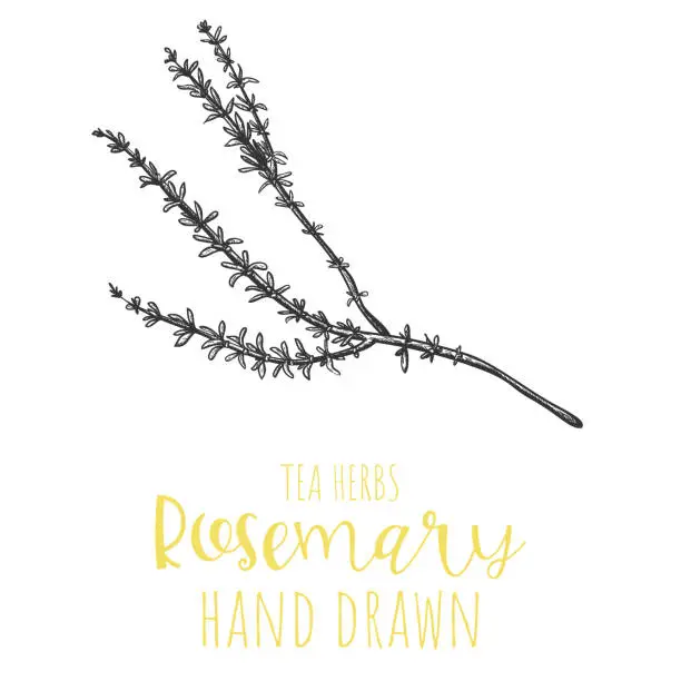Vector illustration of Rosemary herb hand drawn vector illustration, isolated herbal tea sketch.