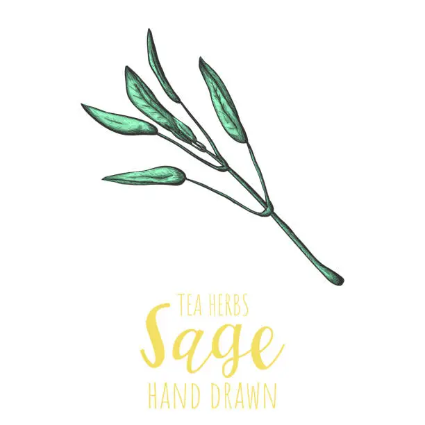 Vector illustration of Sage herb hand drawn vector illustration, isolated herbal tea sketch.