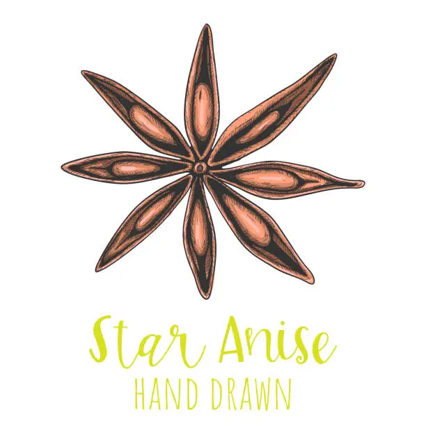 Vector illustration of Star anise spice pod hand drawn vector illustration, isolated sketched drawing.