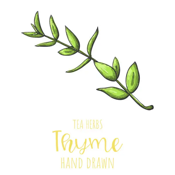 Vector illustration of Thyme herb hand drawn vector illustration, isolated herbal tea sketch.