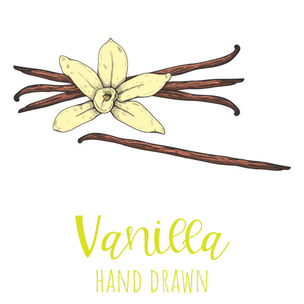 vanille gewürz-pod handgezeichnetvektor-illustration, isoliert ez/h skizzierte zeichnung. - vanilla spice pod isolated stock-grafiken, -clipart, -cartoons und -symbole