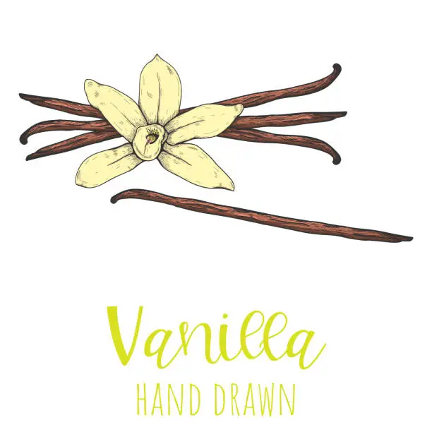 Vector illustration of Vanilla spice pod hand drawn vector illustration, isolated sketched drawing.