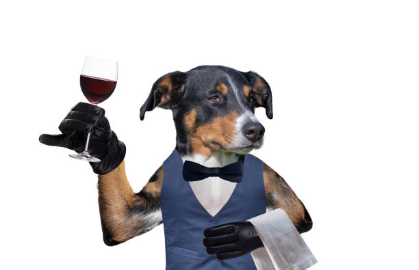 Dog waiter with a glass of wine. Isolated on white Background Dog waiter with a glass of wine. Isolated on white Background animal arm photos stock pictures, royalty-free photos & images