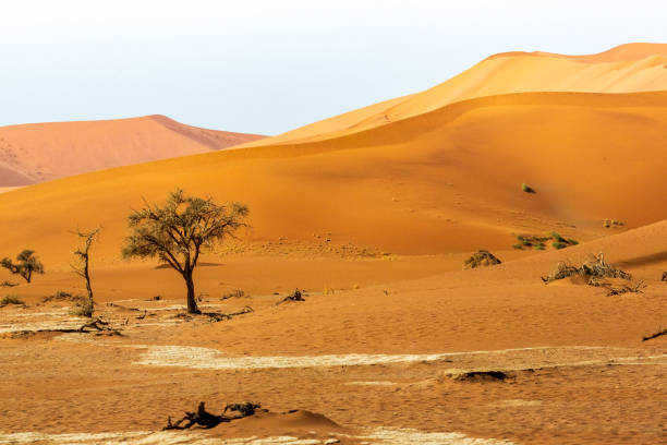 istock desert dunes, Sossusvlei, Namibia, Africa 1189407701