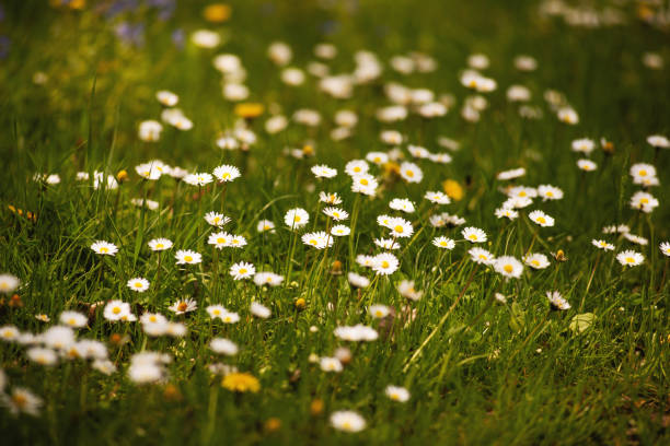 istock Beautiful small white flowers, spring theme concept 1189408033