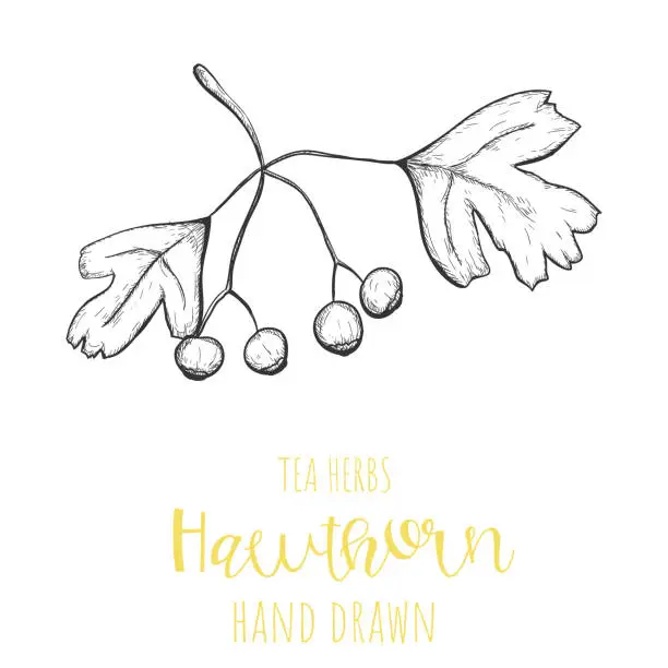 Vector illustration of Hawthorn herb hand drawn vector illustration, isolated herbal tea sketch.