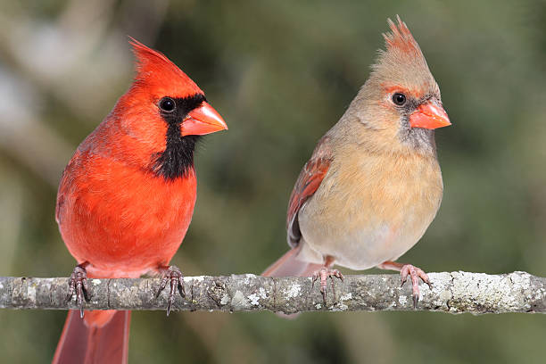 paar northern cardinals - female animal stock-fotos und bilder