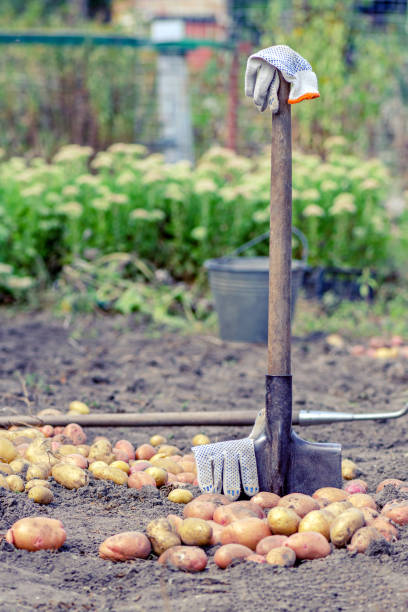 farming concept. growing vegetables. harvesting concept. an old shovel is inserted into the ground on which lies a potato crop