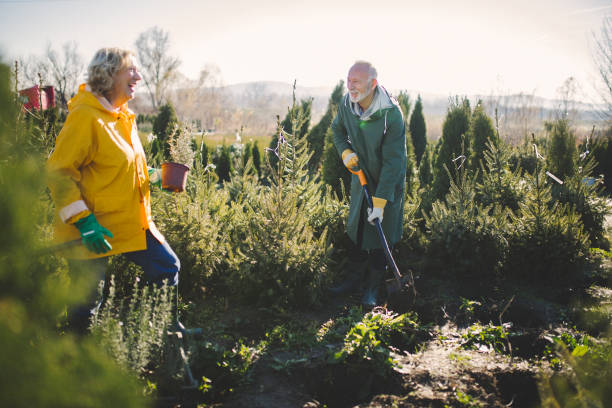 istock Our small evergreen nursery and Christmas tree farm 1189413489