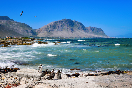 Sea landscape withe African penguins at Stony Point Nature Reserve in Betty's Bay, Western Cape, South Africa