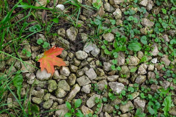 Gravel with sprouted grass and a lying red leaf of maple