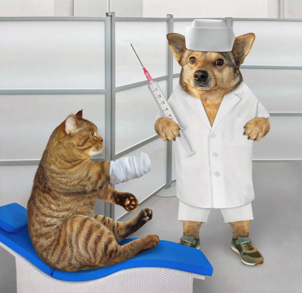 A Caucasian female veterinarian is indoors at a pet clinic. She is wearing medical clothing. She is giving a vaccine to a cute black-and-white cat.