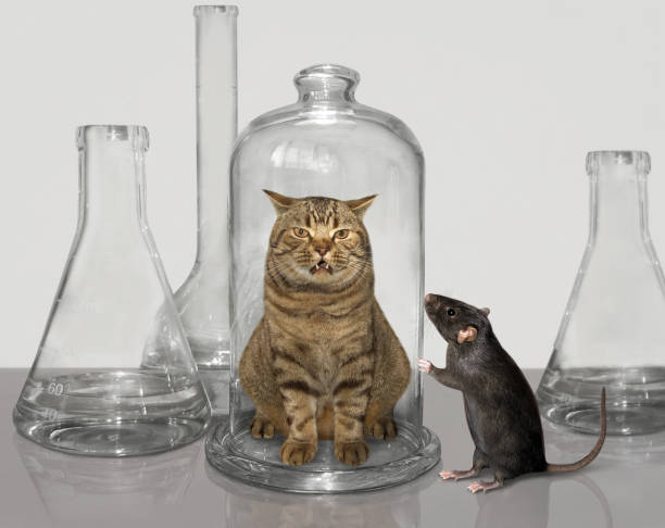 istock Rat examines cat in glass jar 1189415856