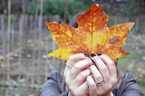 Young woman wearing silver rings and with black nail polish holds a yellow maple leaf in front of her face. She covered her face with a yellow autumn maple leaf in a park. An autumn concept.