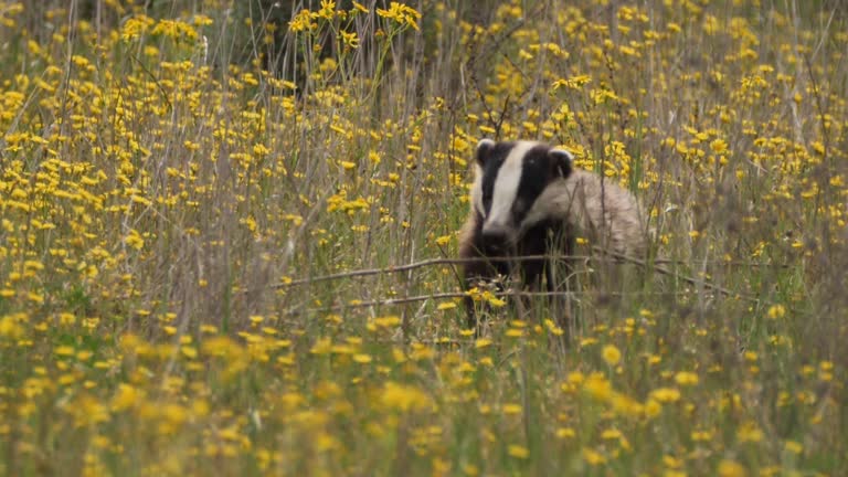 European badger (Meles meles) - Azerbaijan