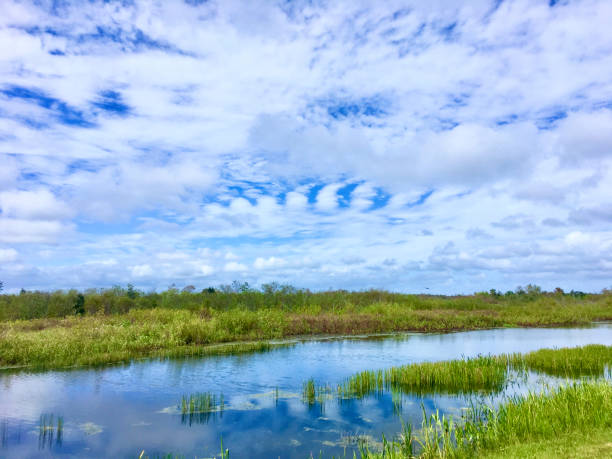 istock Louisiana cypress swamp and river 1189417143