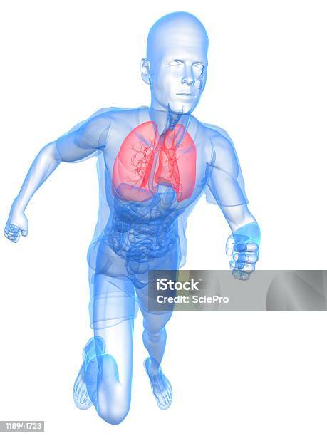Menschliche Lungejogginganzug Stockfoto und mehr Bilder von Aktivitäten und Sport - Aktivitäten und Sport, Atemwege, Biologie