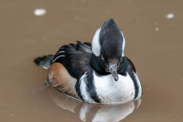 istock Colourful Hooded Merganser Duck Floating on Water 1189417810