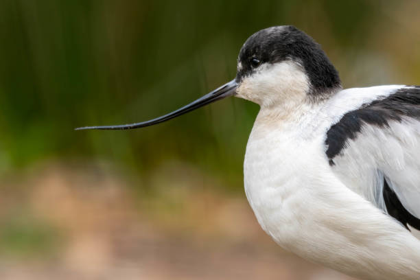 istock Side Portrait of A Pied Avocet 1189417815